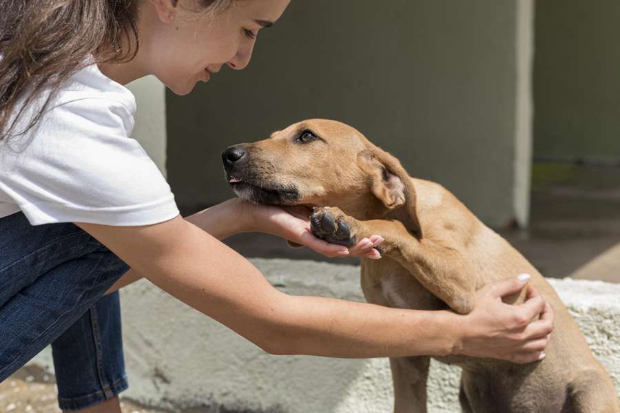 O que levar em consideração na hora de adotar um pet