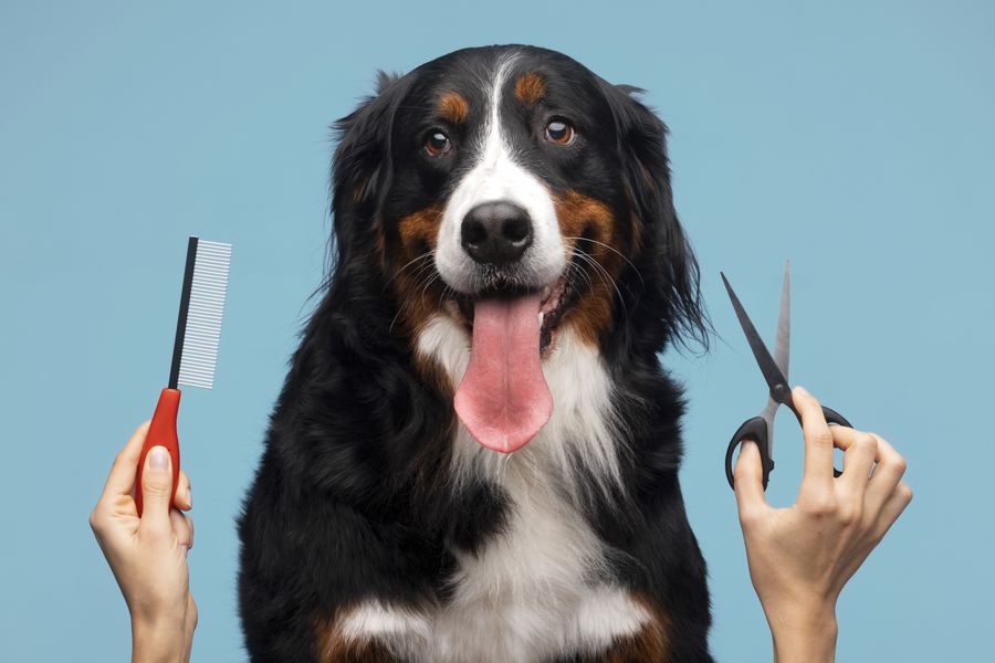 Dicas para reduzir a queda de pelos do pet com a chegada do frio