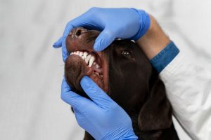 Por que devemos escovar os dentes dos cães