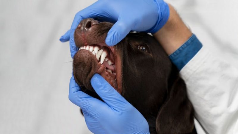 Por que devemos escovar os dentes dos cães