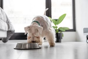 A importância da ração para a nutrição dos pets