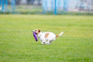 Benefícios dos exercícios físicos para pets