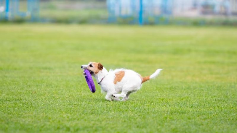 Benefícios dos exercícios físicos para pets