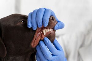 A Importância da Saúde Bucal dos Pets: Meu Pet Precisa Ir ao Dentista?