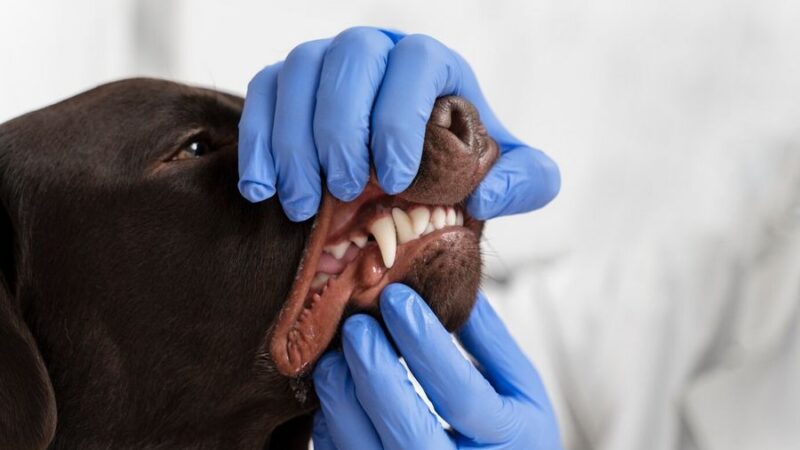 A Importância da Saúde Bucal dos Pets: Meu Pet Precisa Ir ao Dentista?